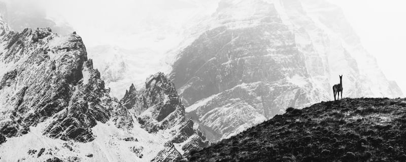ALPACA EM TORRES DEL PAINE - 51°3'40.854 S 72°57'31.763 W