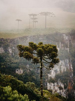 ARAUCARIA NO CÂNION LARANJEIRAS