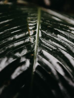 O SILÊNCIO DA CHUVA