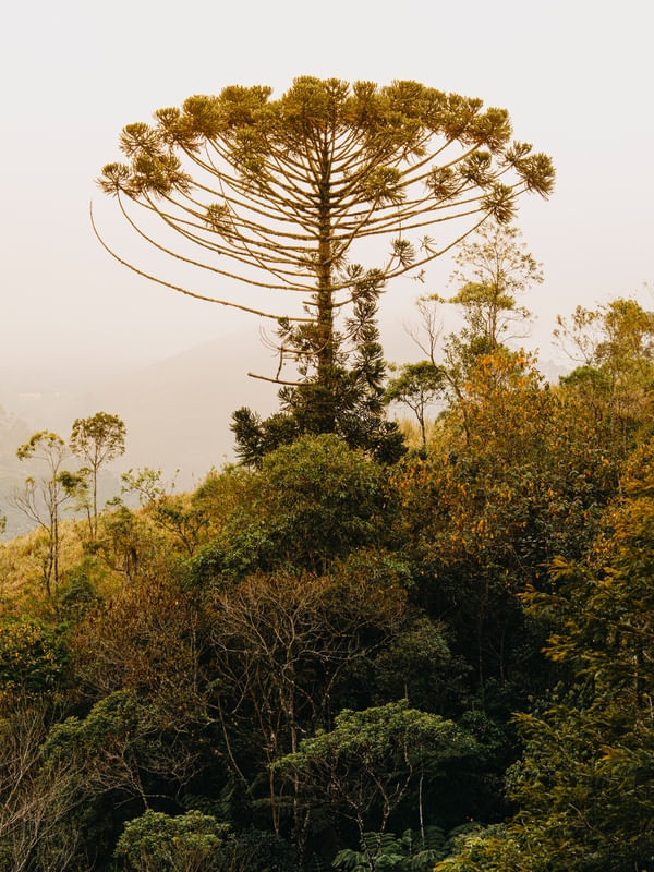 A ÚLTIMA ARAUCARIA