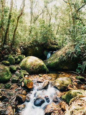 FLORESTA DA MANTIQUEIRA 2