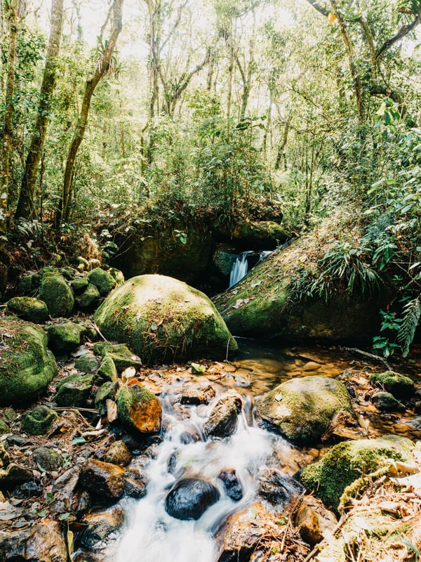FLORESTA DA MANTIQUEIRA 2
