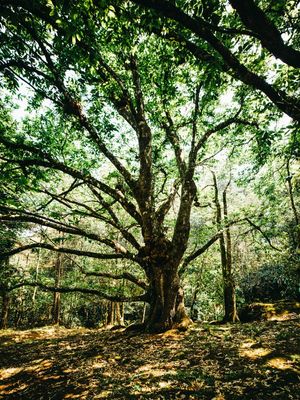 FLORESTA DA MANTIQUEIRA 3