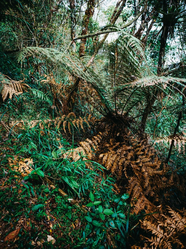 FLORESTA DA MANTIQUEIRA 4