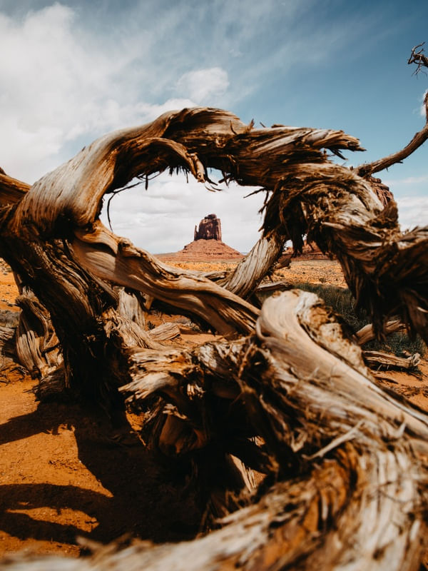 TRONCOS NO MONUMENT VALLEY