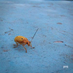 DEU BUG