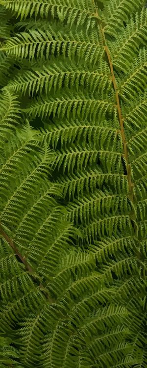 LEAVES V2
