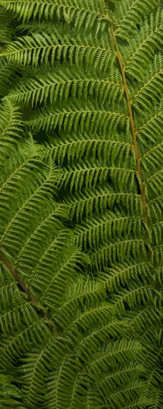 LEAVES V2