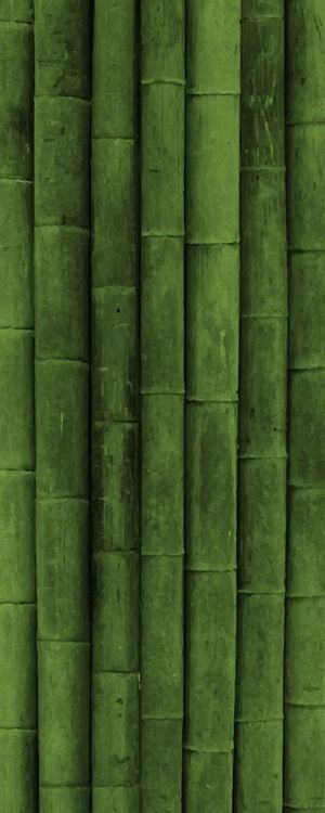 LUCKY BAMBOO