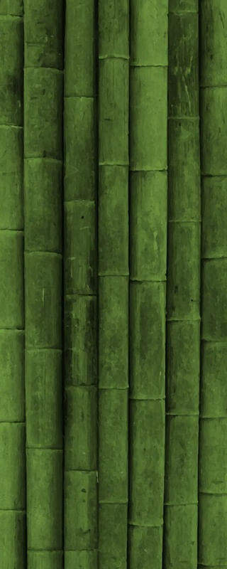 LUCKY BAMBOO