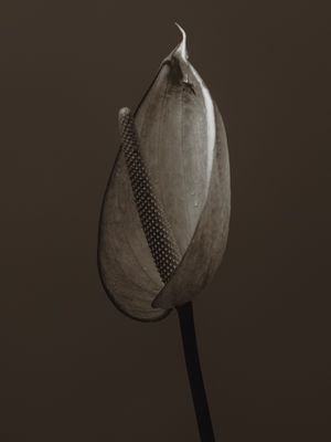 ANTHURIUM 04
