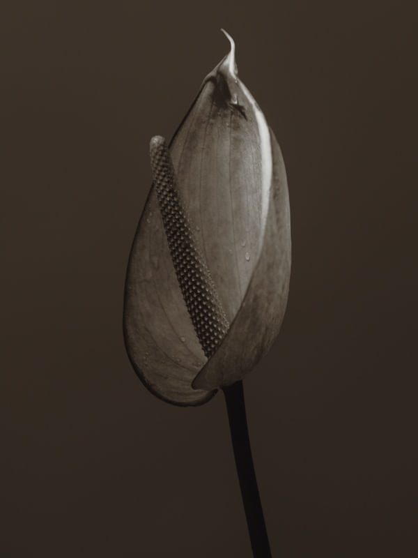 ANTHURIUM 04