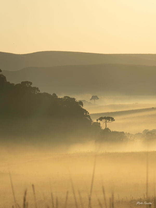 AMANHECER NOS CAMPOS