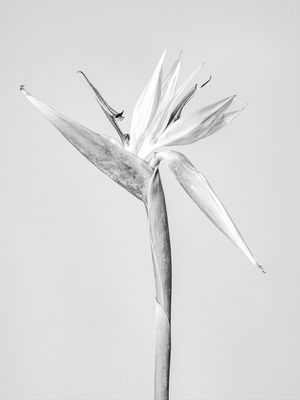 ESTRELITZIA 02