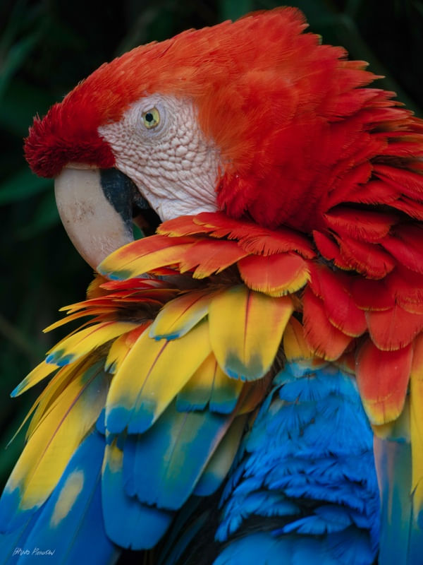 MAJESTIC ARARACANGA