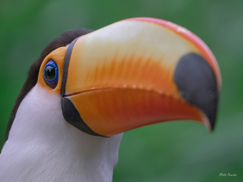 TUCANO INTRIGADO