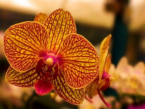 ORQUÍDEAS VILA 2