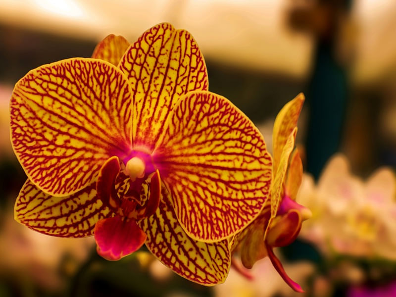 ORQUÍDEAS VILA 2