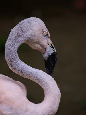 CLOUSEUP NO FLAMINGO