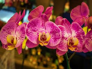 ORQUÍDEAS VILA 3
