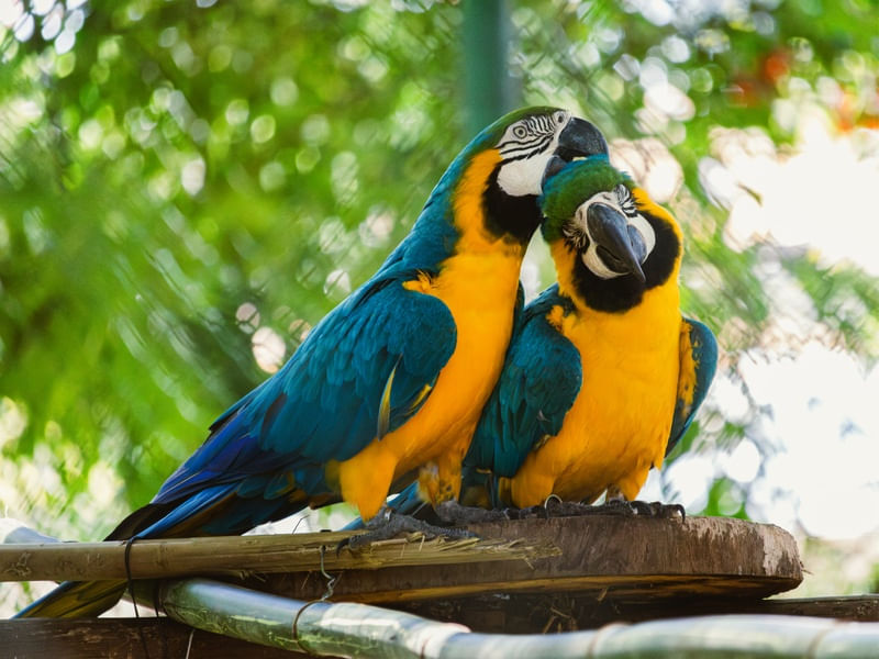 MACAW PETTING