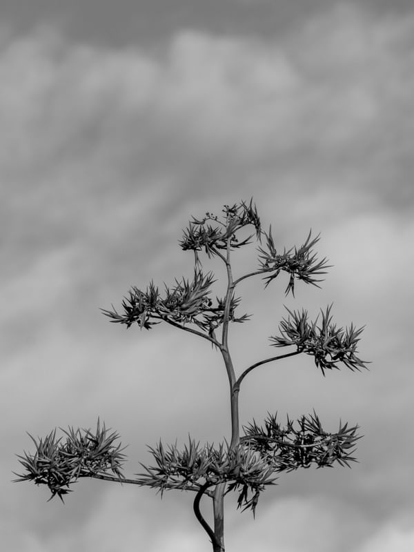 GALHOS DE ÁRVORE DO CERRADO