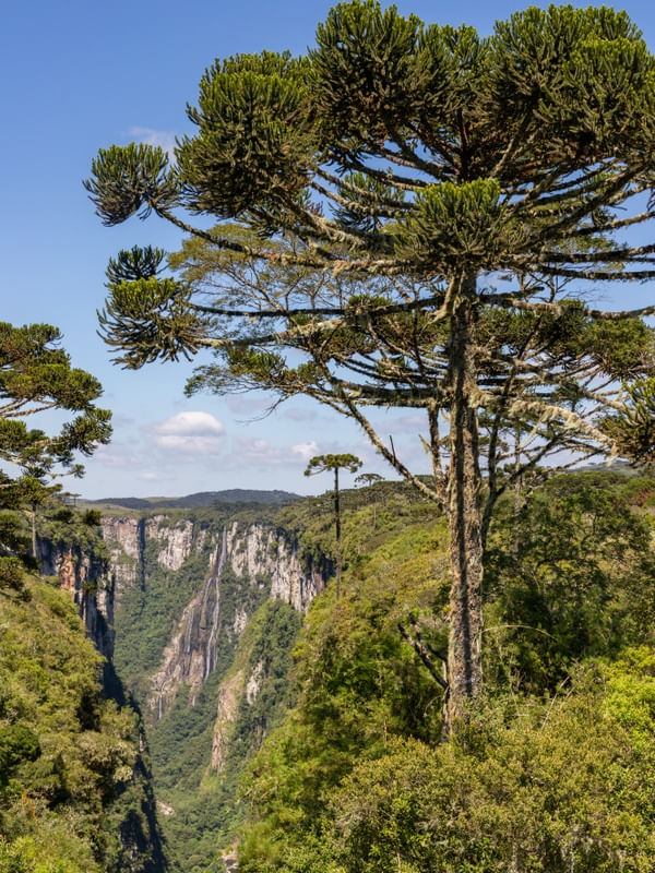 ARAUCÁRIA COM CACHOEIRA AO FUNDO NA CÂNION ITAIMBEZINHO EM CAMBARÁ DO SUL