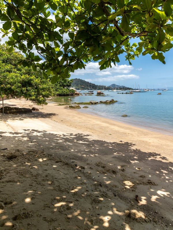 PRAIA DE SANTO ANTÔNIO DE LISBOA E SUAS ÁRVORES 2