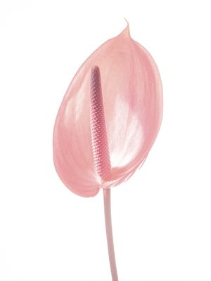 ANTHURIUM 01