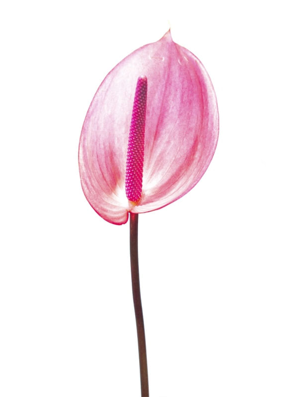 ANTHURIUM 02