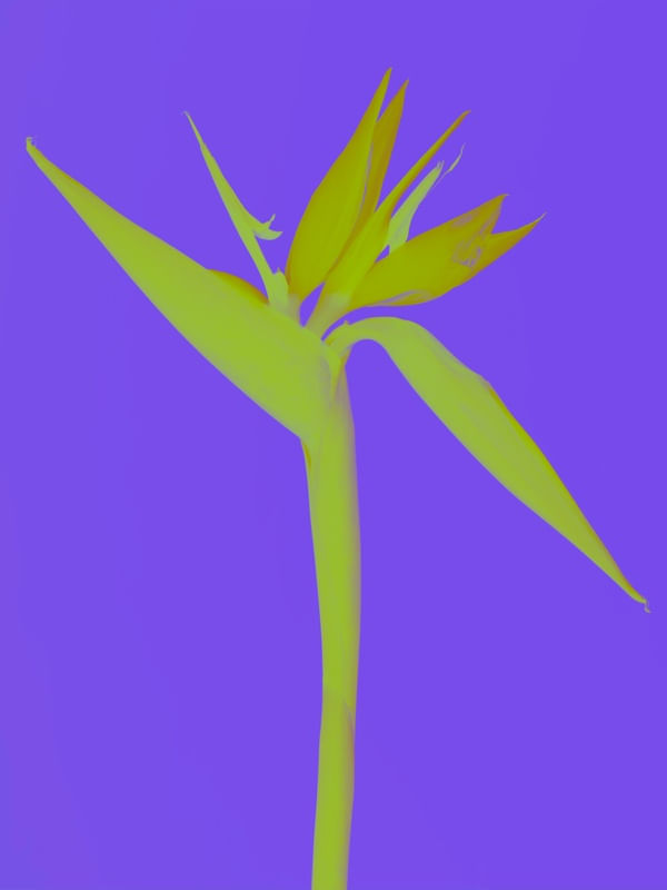 ESTRELITZIA POP 03