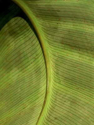 DIGITOVEGETAL