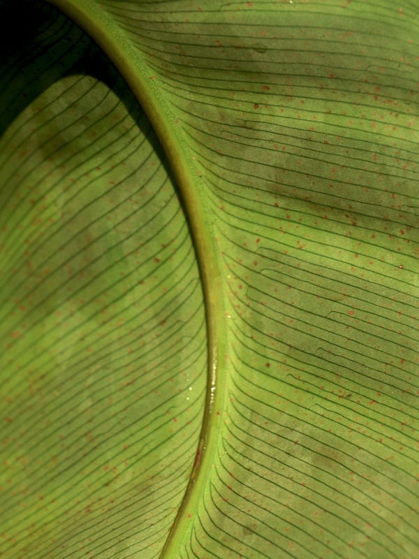 DIGITOVEGETAL