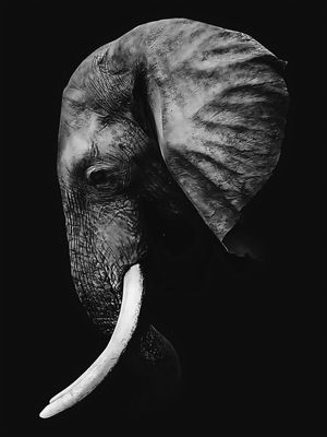 ELEFANTE MINIMALISTA I
