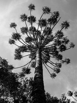 ARAUCÁRIA DO SUL