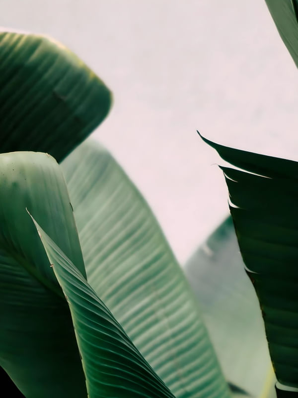 PALMEIRA MINIMALISMO