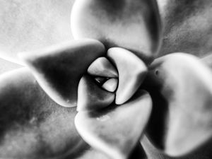 COLEÇÃO FLORETTO 3