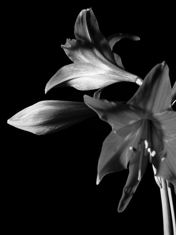 FLORES 1101C