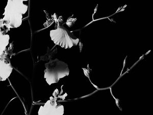 FLORES 1108C