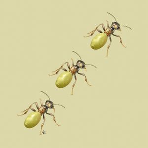 UVIGUINHAS