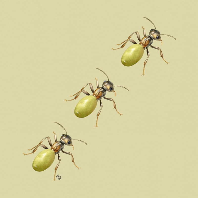 UVIGUINHAS