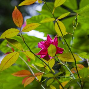 ROSA 9572