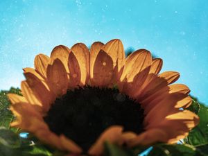 OLHA O SOL GIRASSOL