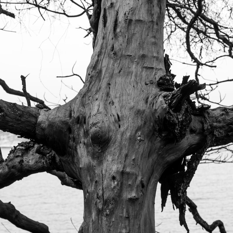 NATURAL CONTRAST 2