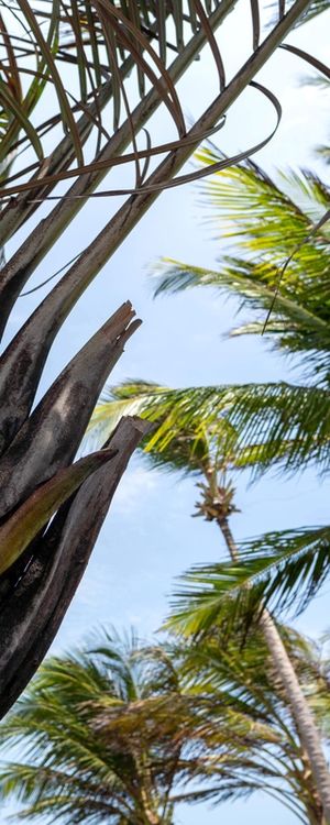 CAULES DE PLANTAS
