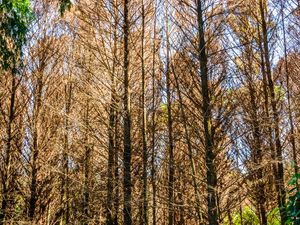 FLORESTA EM FOGO