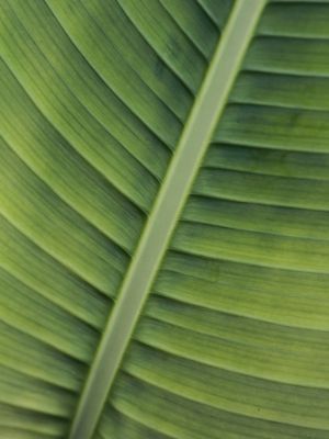 RJ - GREEN LEAF