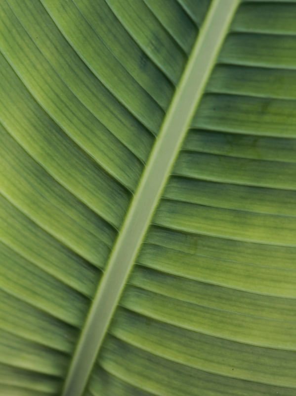 RJ - GREEN LEAF