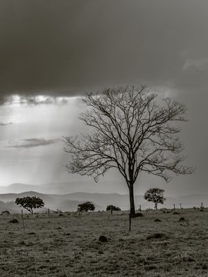 ÁRVORE NO CAMPO COM CHUVA