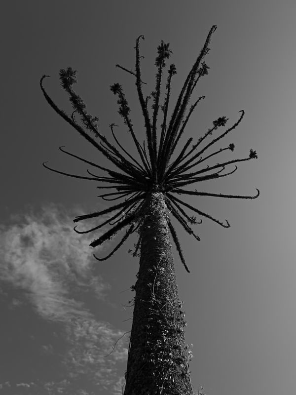 ANGUSTIFOLIA 2